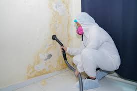  Elwood, UT Mold Removal Services Pros